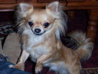 Chihuahua