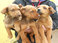 Labrador/Collie