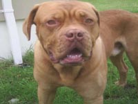 Dogue