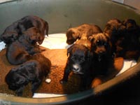 Retriever