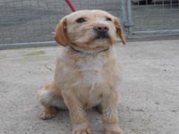 Terrier