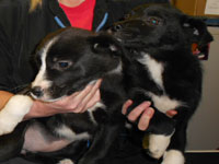 Collie