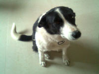 Collie