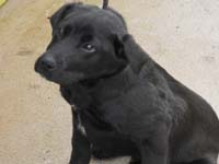 Labrador