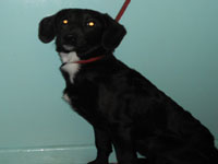 Labrador