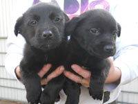 Labrador