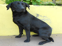 Labrador