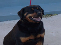 Rottweiller