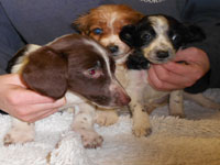 Spaniel/Terrier