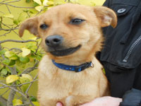 Terrier