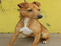 Terrier