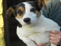 Terrier