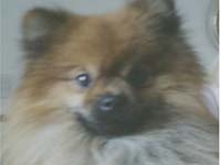Pomeranian