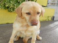 Labrador