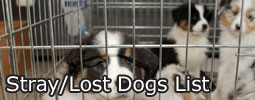 Lost Dogs List