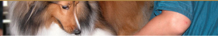 Drumbonaway Kennels