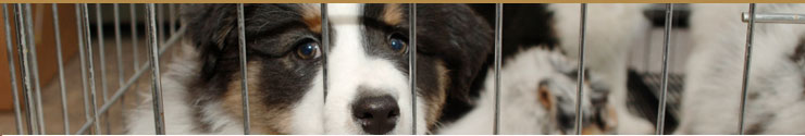 Drumbonaway Kennels