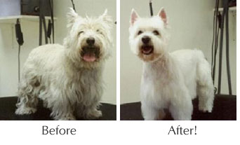 Bon Before and After Dog Grooming