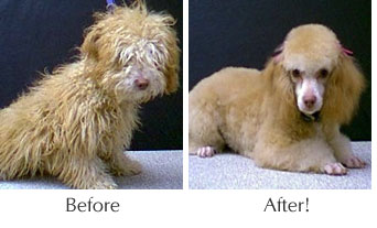 Scruffy Before and After Dog Grooming